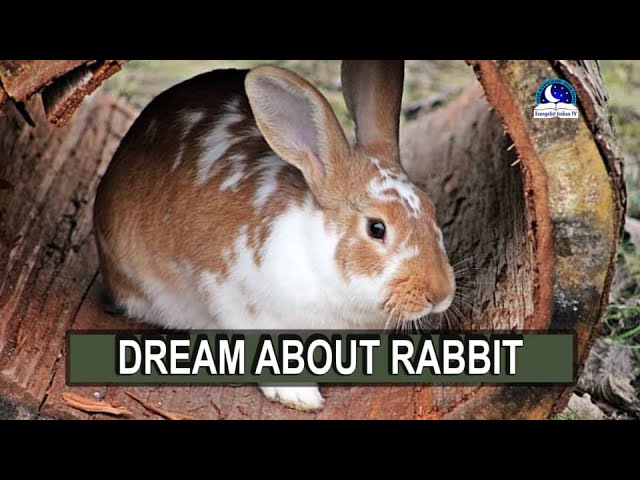 Discover the dream meaning of rabbits: interpretations and insights 1 dream meaning of rabbits
