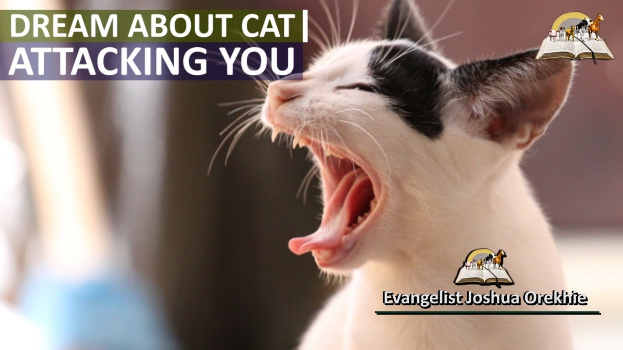Spiritual meaning of a cat attacking you in a dream and its significance 1 spiritual meaning of cat attacking you in a dream