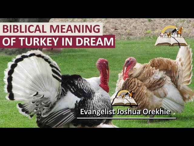 Biblical meaning of turkey in a dream and its interpretations 1 biblical meaning of turkey in a dream