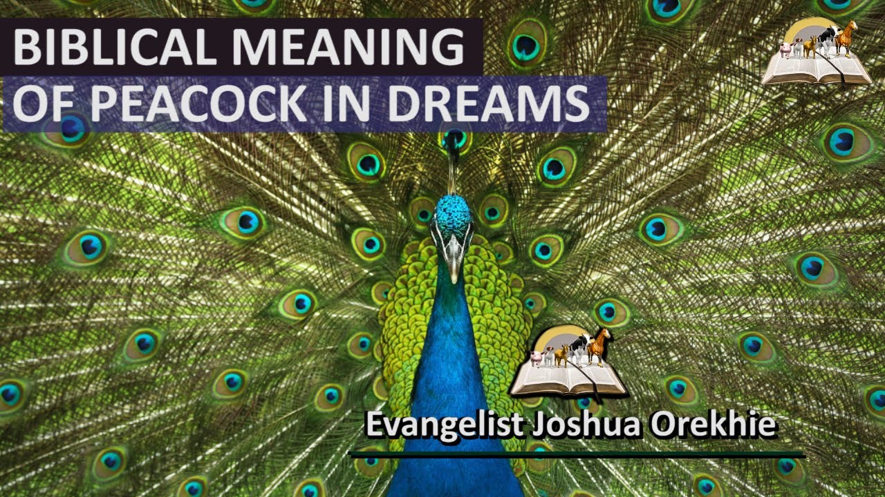 Understanding the dream of peacock meaning and its symbolism 1 dream of peacock meaning