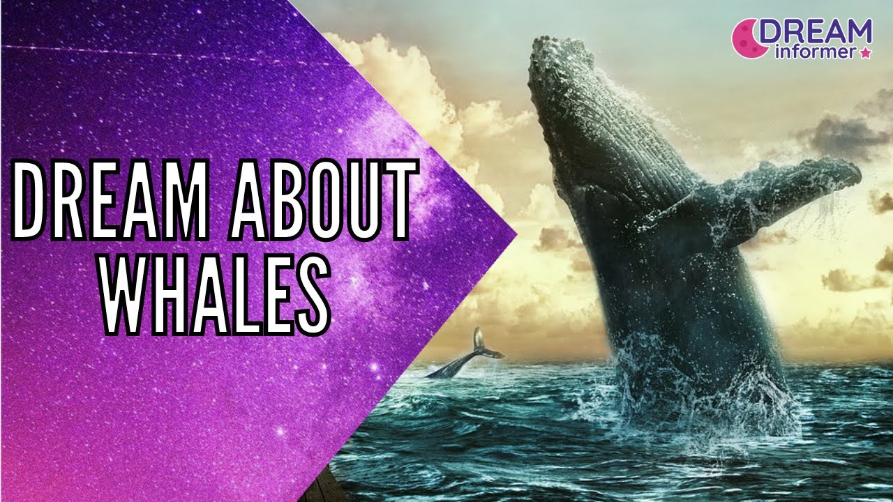 Dreaming of whales meaning and interpretations in dream analysis 1 dreaming of whales meaning