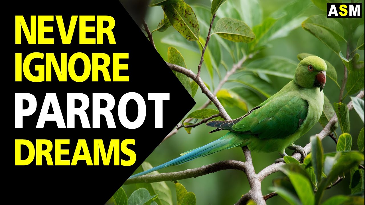 Understanding the meaning of parrot in dreams and its interpretations 1 meaning of parrot in dreams
