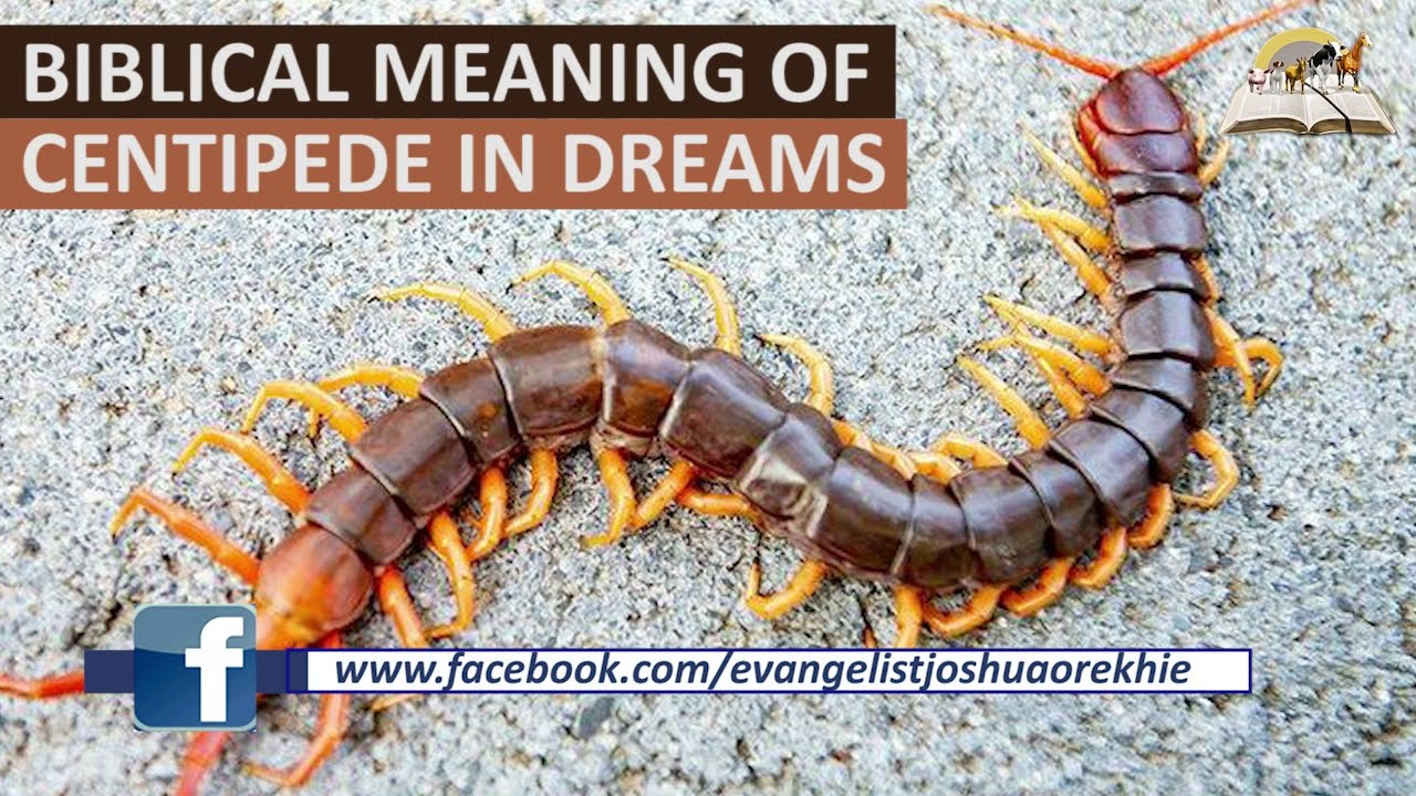 What does it mean to dream of a centipede and its interpretations 1 what does it mean to dream of a centipede