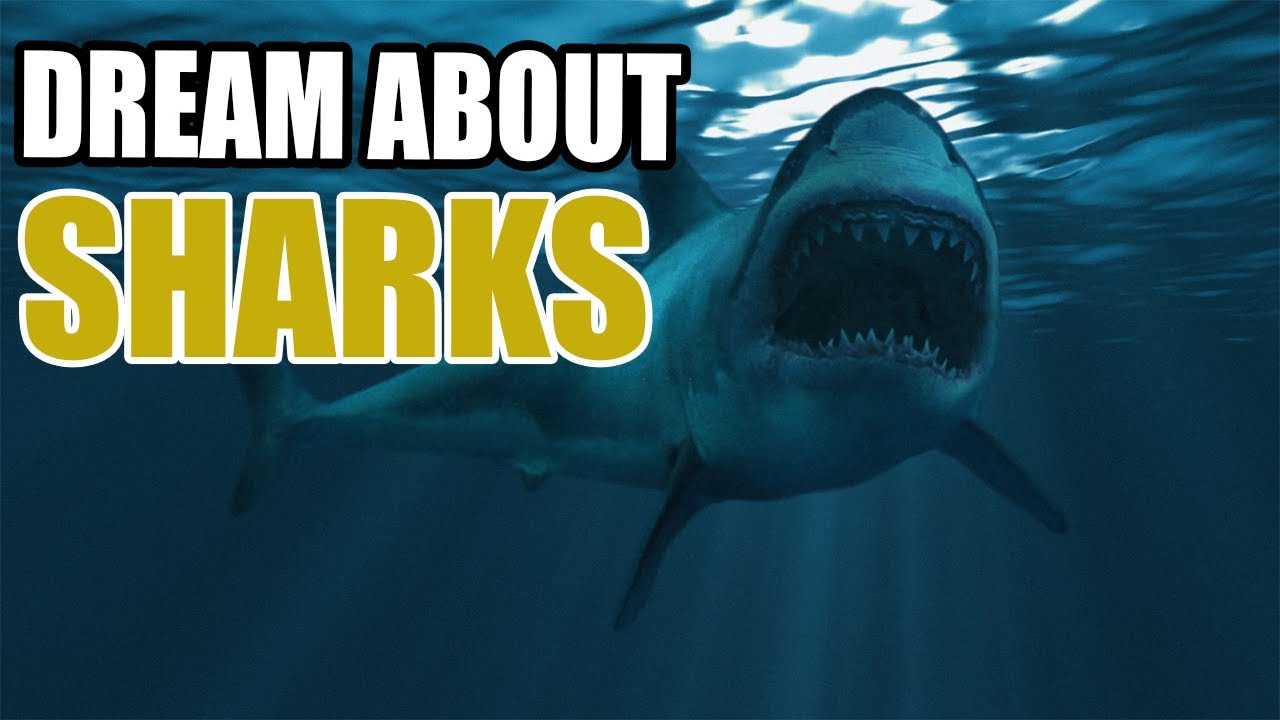 What does it mean to dream of sharks in water interpretations and insights 1 what does it mean to dream of sharks in water