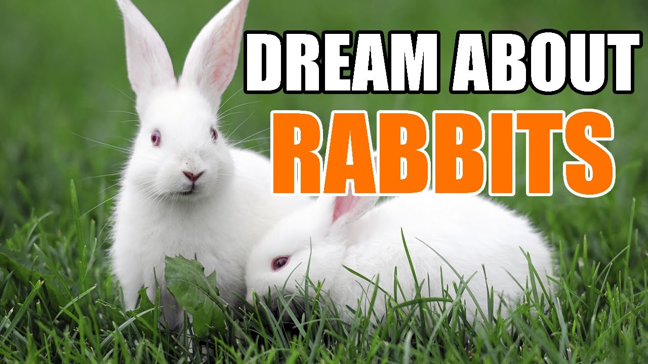 What does it mean when you dream of a rabbit: uncovering the symbolism and significance 1 what does it mean when you dream of a rabbit